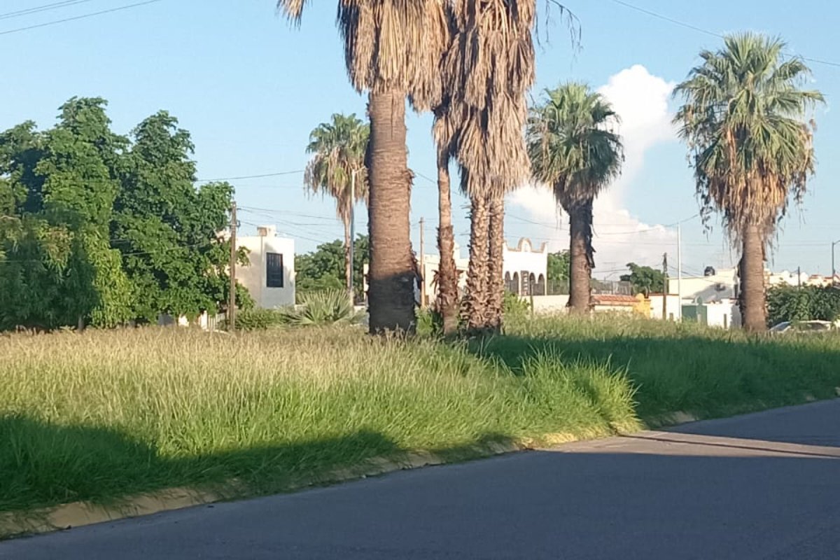 Camellones y banquetas con maleza crecida