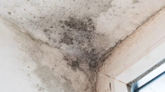 ¿Mucha humedad? Elimina el moho de las paredes de forma natural; aquí 5 métodos caseros que sí funcionan