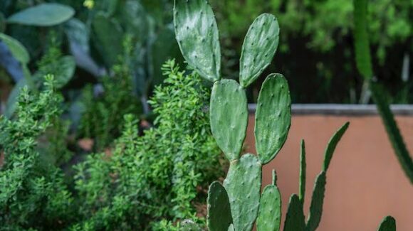 El nopal, un regalo de la naturaleza mexicana para el mundo