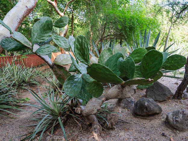 Colección de nopal en Jardín Botánico Culiacán