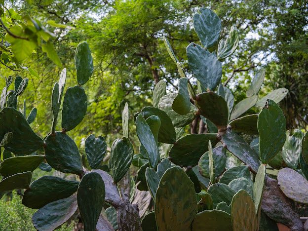 Colección de nopal en Jardín Botánico Culiacán