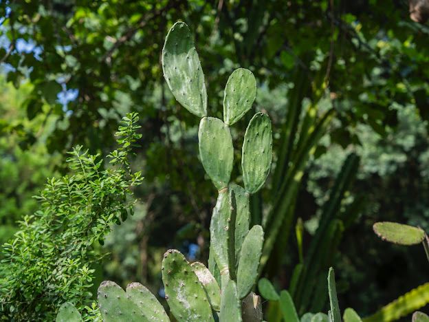 Colección de nopal en Jardín Botánico Culiacán