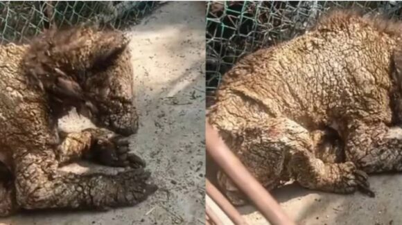 Veterinarios evalúan traslado de osa enferma en Nuevo León; buscan atención médica especializada