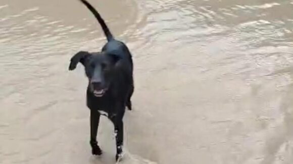 Entre la tragedia y la esperanza: el “Flaco”, perrito que celebra la lluvia en Ruiz Cortines