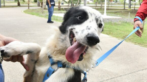 Él es Wacko, el perrito con un tumor cancerígeno que fue rescatado y ahora tiene una nueva vida en Mazatlán, Sinaloa