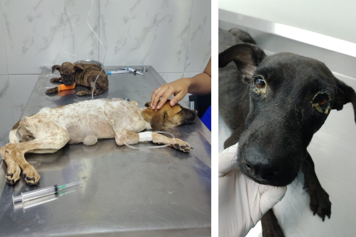 Wendy, Luna y Panchito, perritos rescatados del Centro de Control y Bienestar Animal de Los Mochis