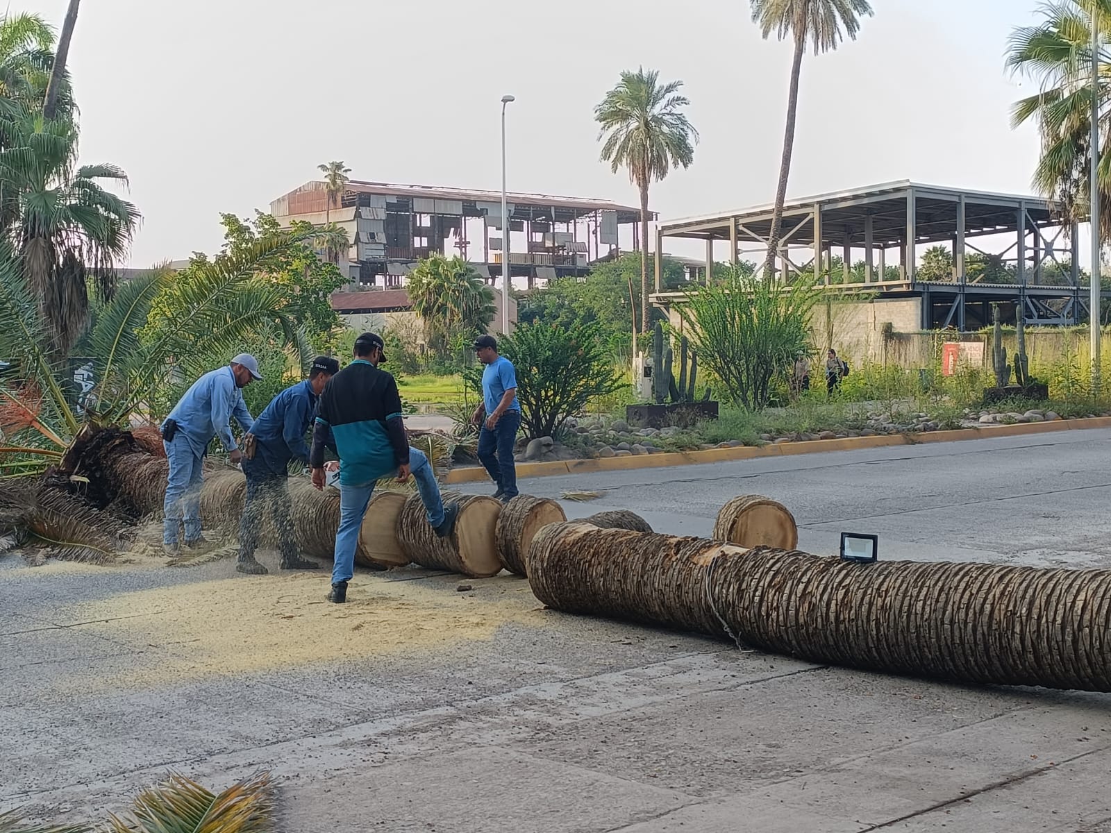 Personal de Servicios Públicos Municipales de Ahome tala palmera vieja en el Parque Sinaloa