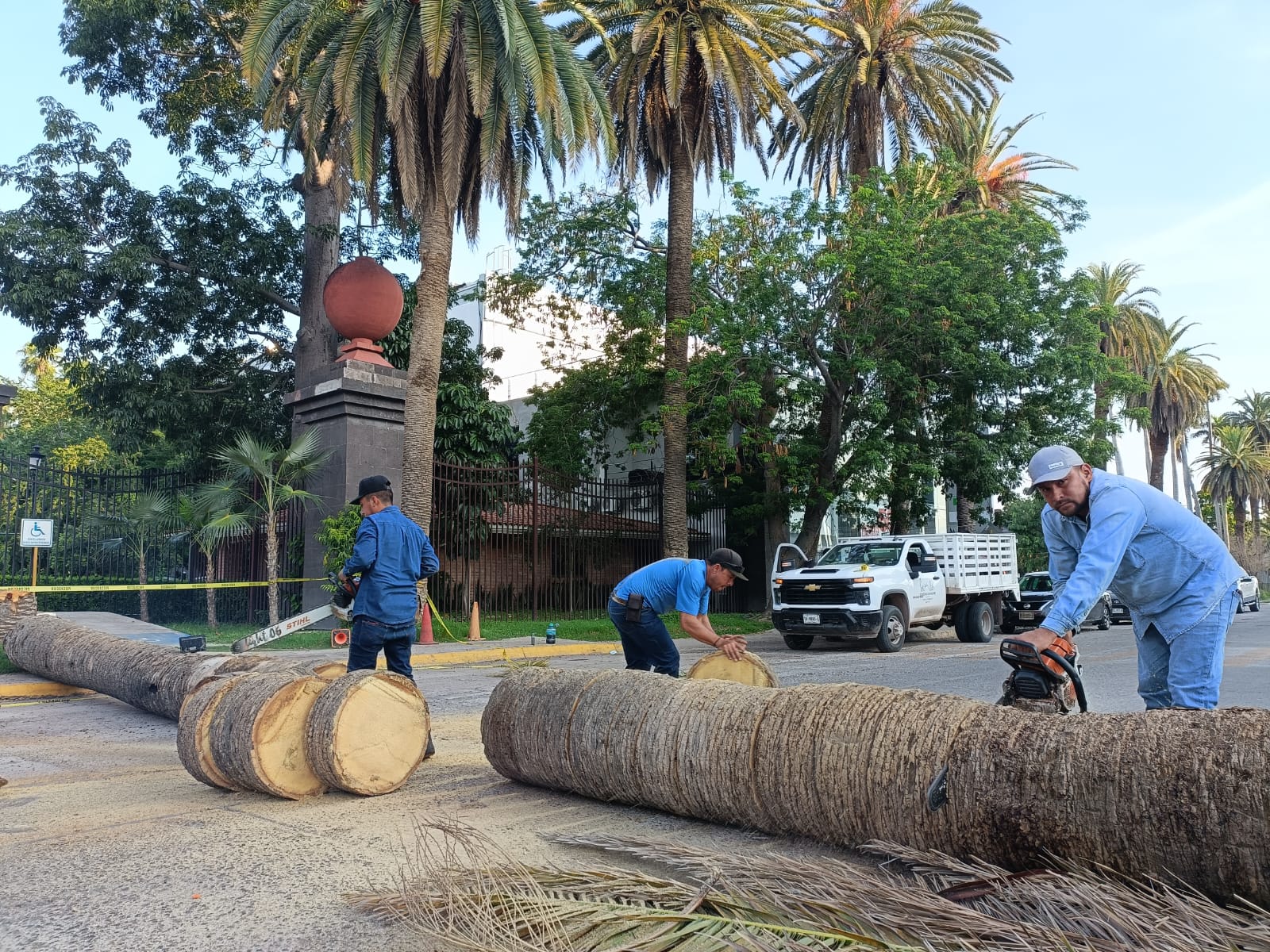 Personal de Servicios Públicos Municipales de Ahome tala palmera vieja en el Parque Sinaloa