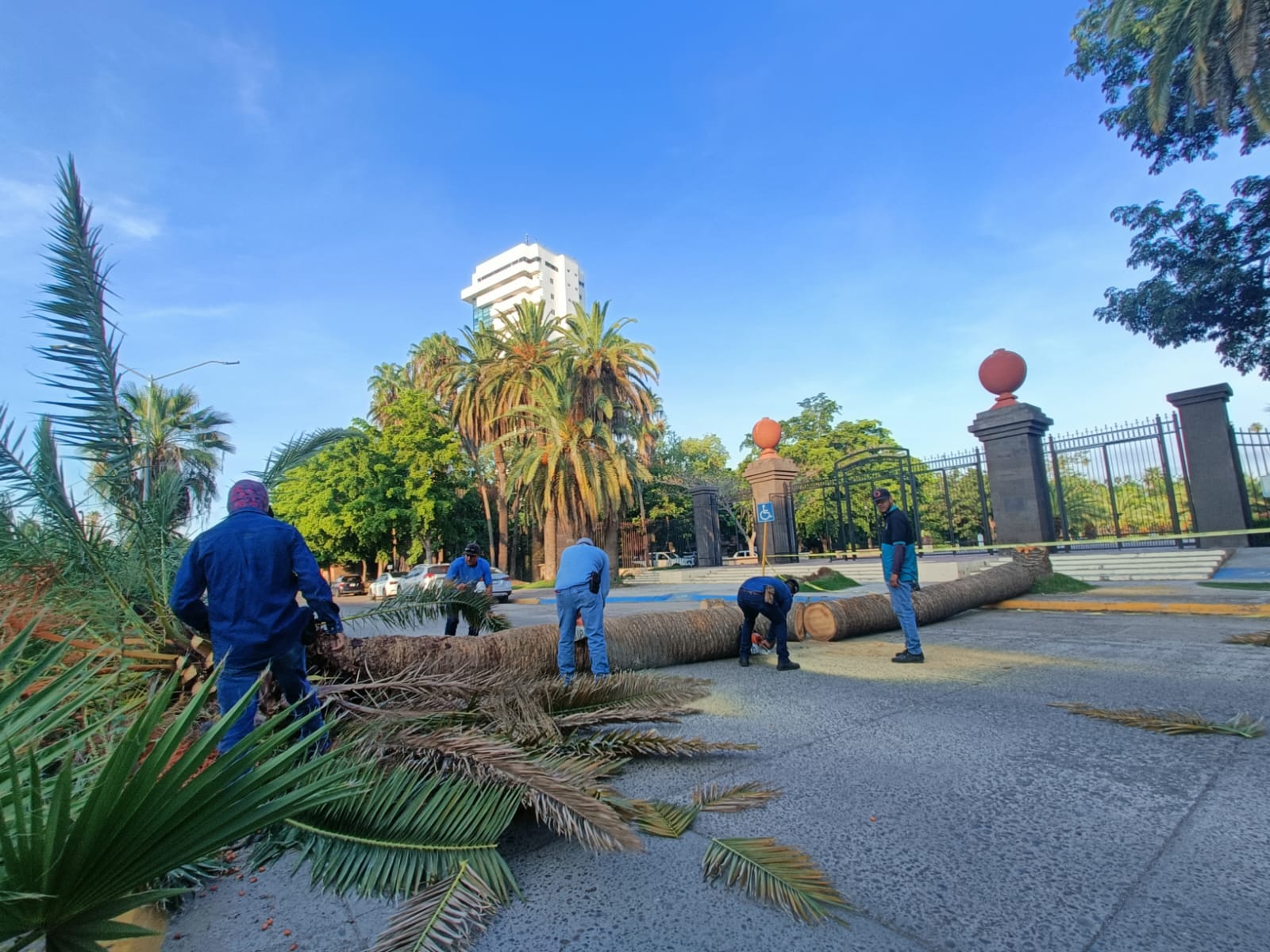 Personal de Servicios Públicos Municipales de Ahome tala palmera vieja en el Parque Sinaloa