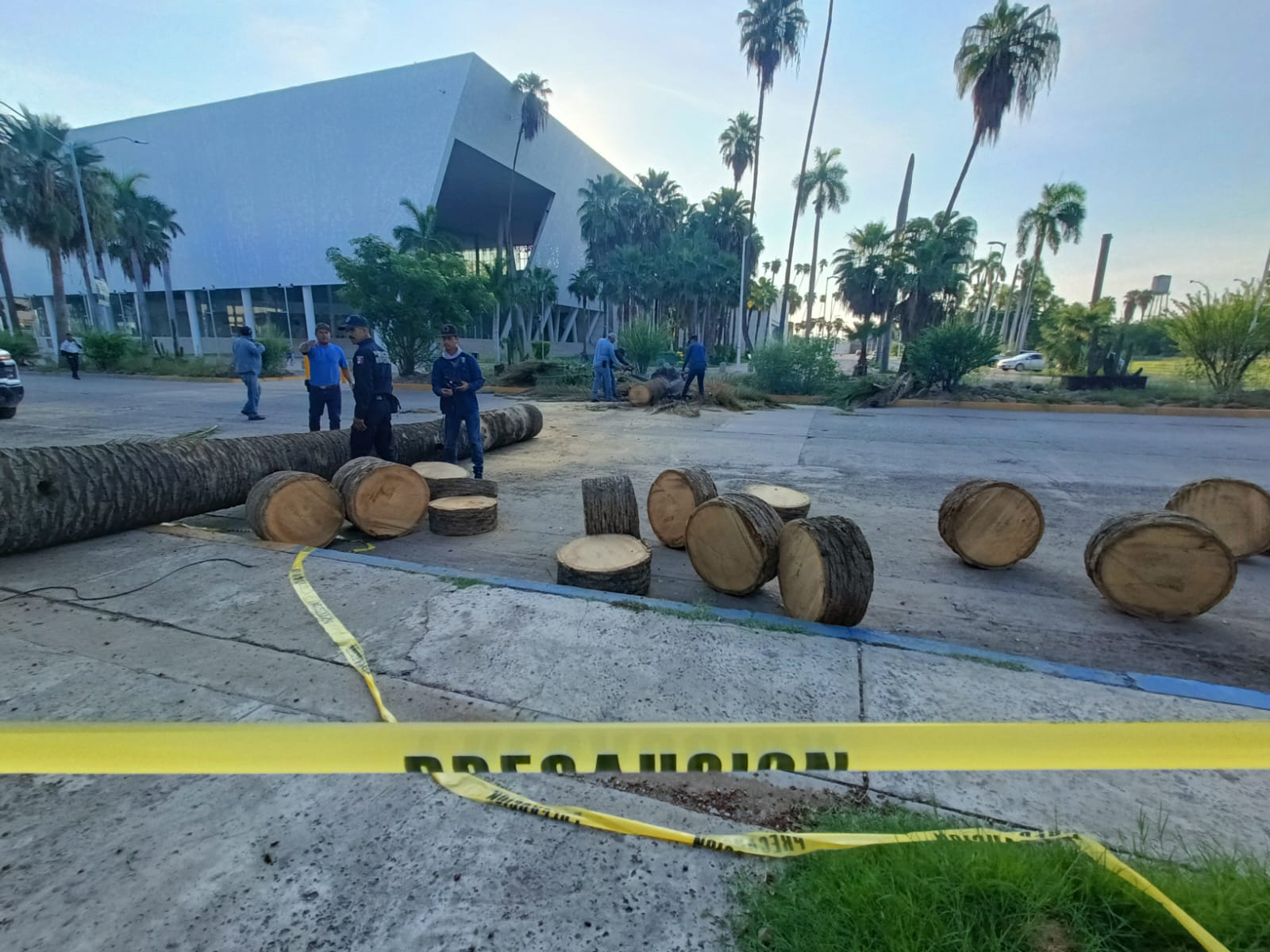Personal de Servicios Públicos Municipales de Ahome tala palmera vieja en el Parque Sinaloa