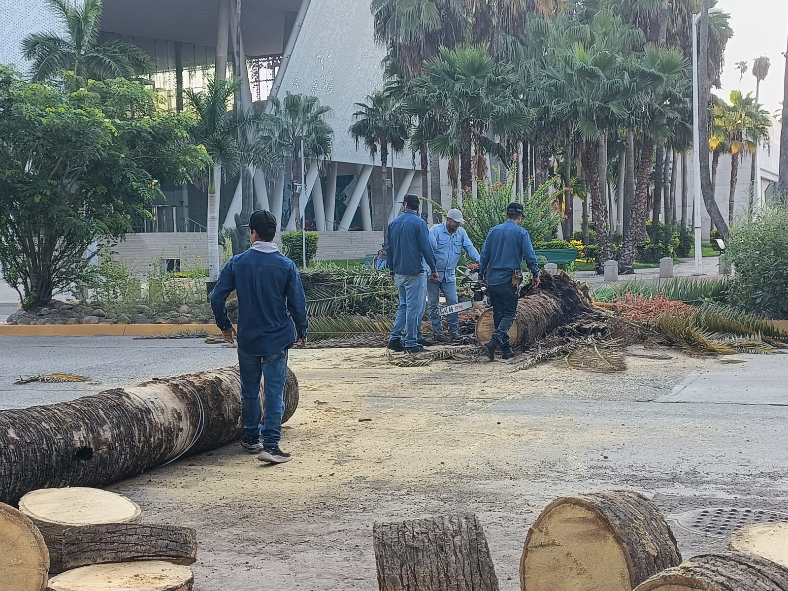 Personal de Servicios Públicos Municipales de Ahome tala palmera vieja en el Parque Sinaloa