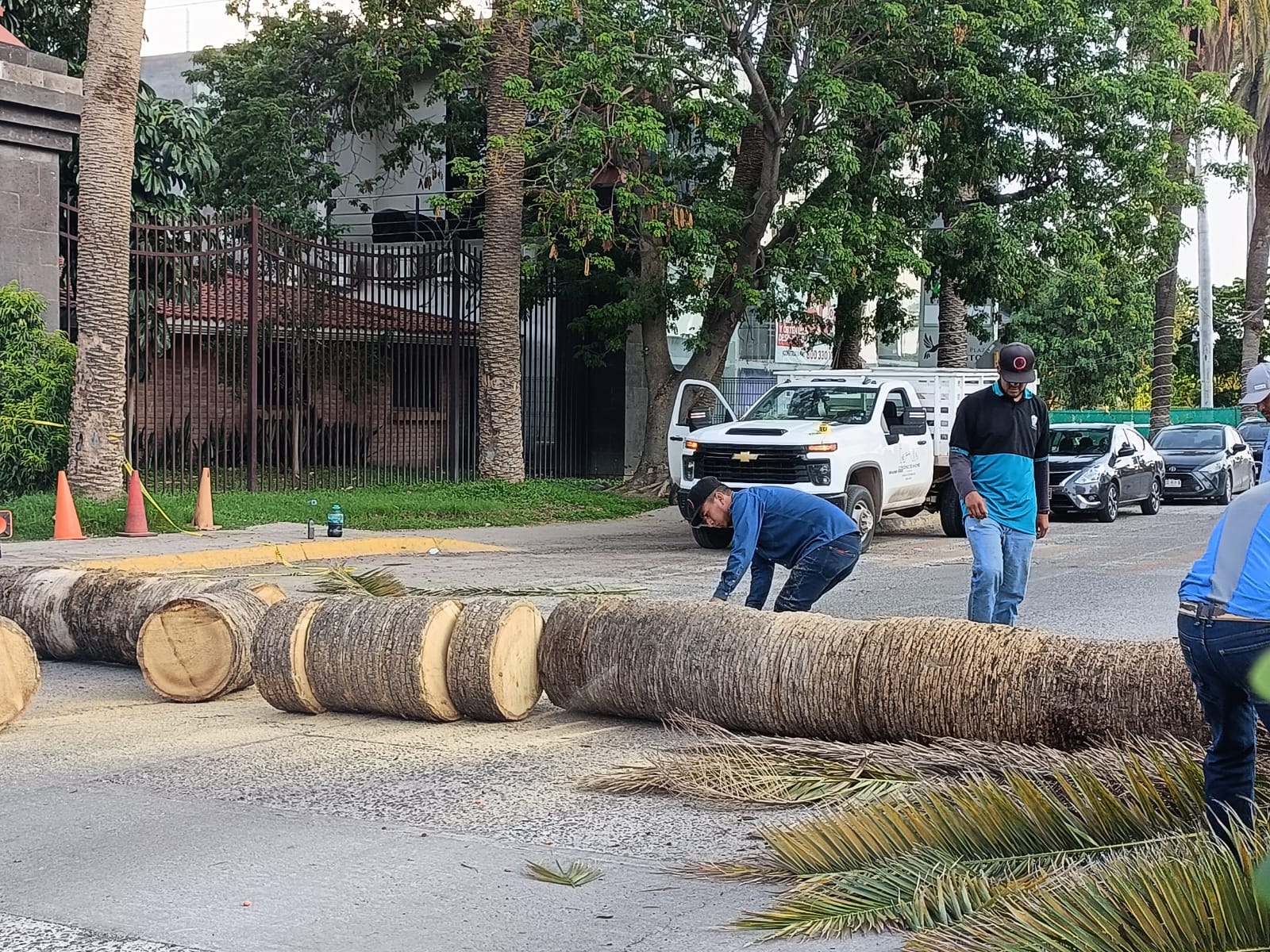 Personal de Servicios Públicos Municipales de Ahome tala palmera vieja en el Parque Sinaloa