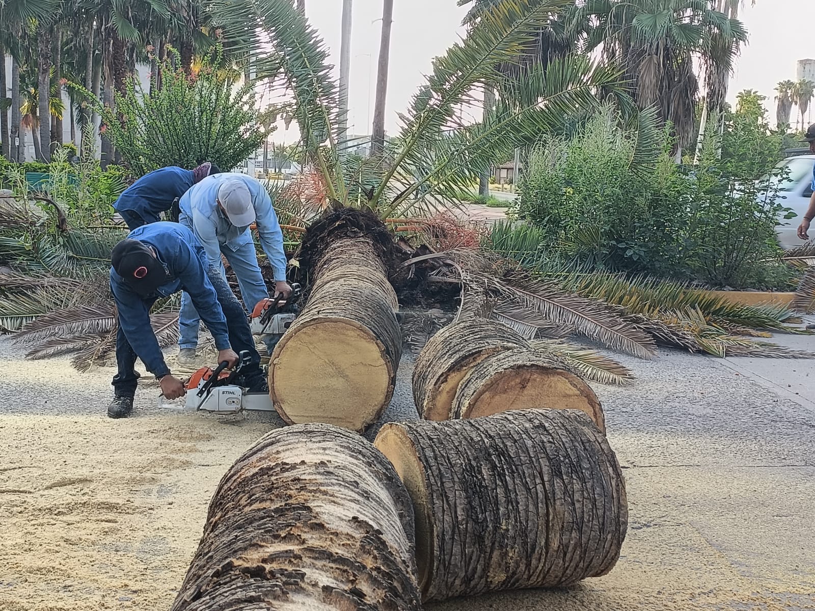 Personal de Servicios Públicos Municipales de Ahome tala palmera vieja en el Parque Sinaloa
