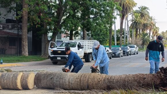 Talan añeja palmera en acceso al Parque Sinaloa; tenía décadas de vida