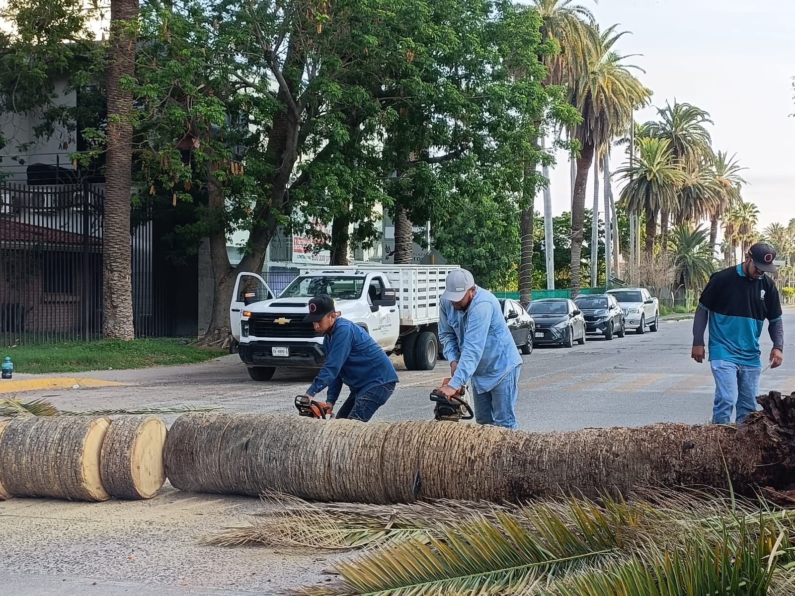 Personal de Servicios Públicos Municipales de Ahome tala palmera vieja en el Parque Sinaloa
