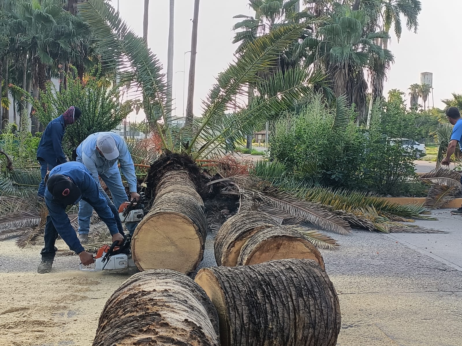 Personal de Servicios Públicos Municipales de Ahome tala palmera vieja en el Parque Sinaloa