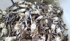 pesca de jaiba en angostura sin
