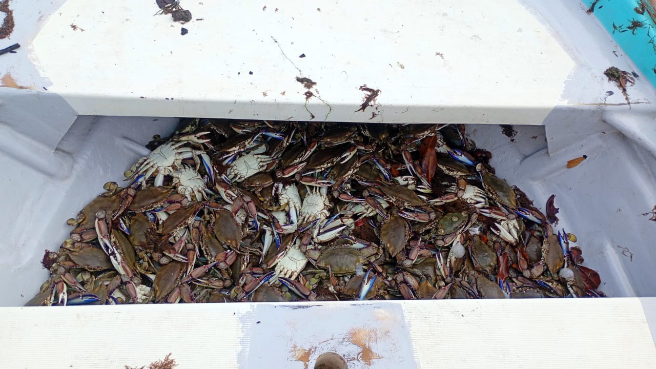 pesca de jaiba en angostura sinaloa