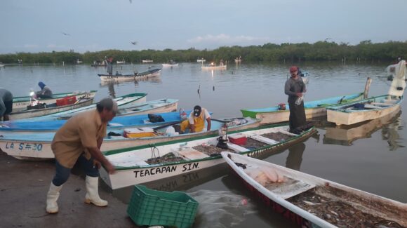 Pescadores del norte de Sinaloa “viven las de Caín”, piden el Bienpesca; Guerra Mena asegura que pronto se pagará