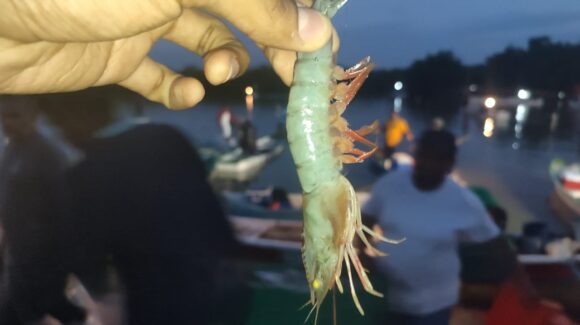 Las capturas de distintas especies en la mar ‘salvan’ la actividad de los pescadores en Ahome