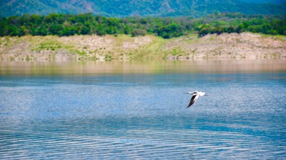 Presas de Sinaloa: Lluvias del fin de semana mejoran almacenamiento, embalses alcanzan este lunes 39.6%