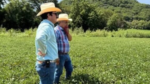 Productores cacahuateros reportan hasta 80 por ciento de avance en sus cultivos