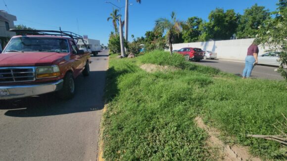 No es la selva, son los bulevares de Guasave, Sinaloa; alcaldesa señala que ya avanza la poda
