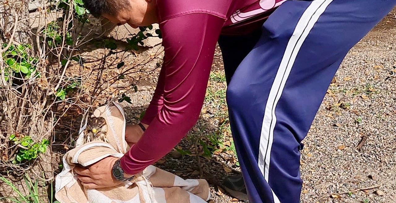 rescatan a aguila lesionada en culiacan herida