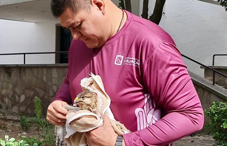 rescatan a aguila lesionada en culiacan sin
