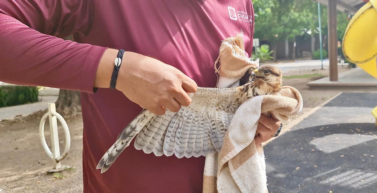 rescatan a aguila lesionada en culiacan sinaloa