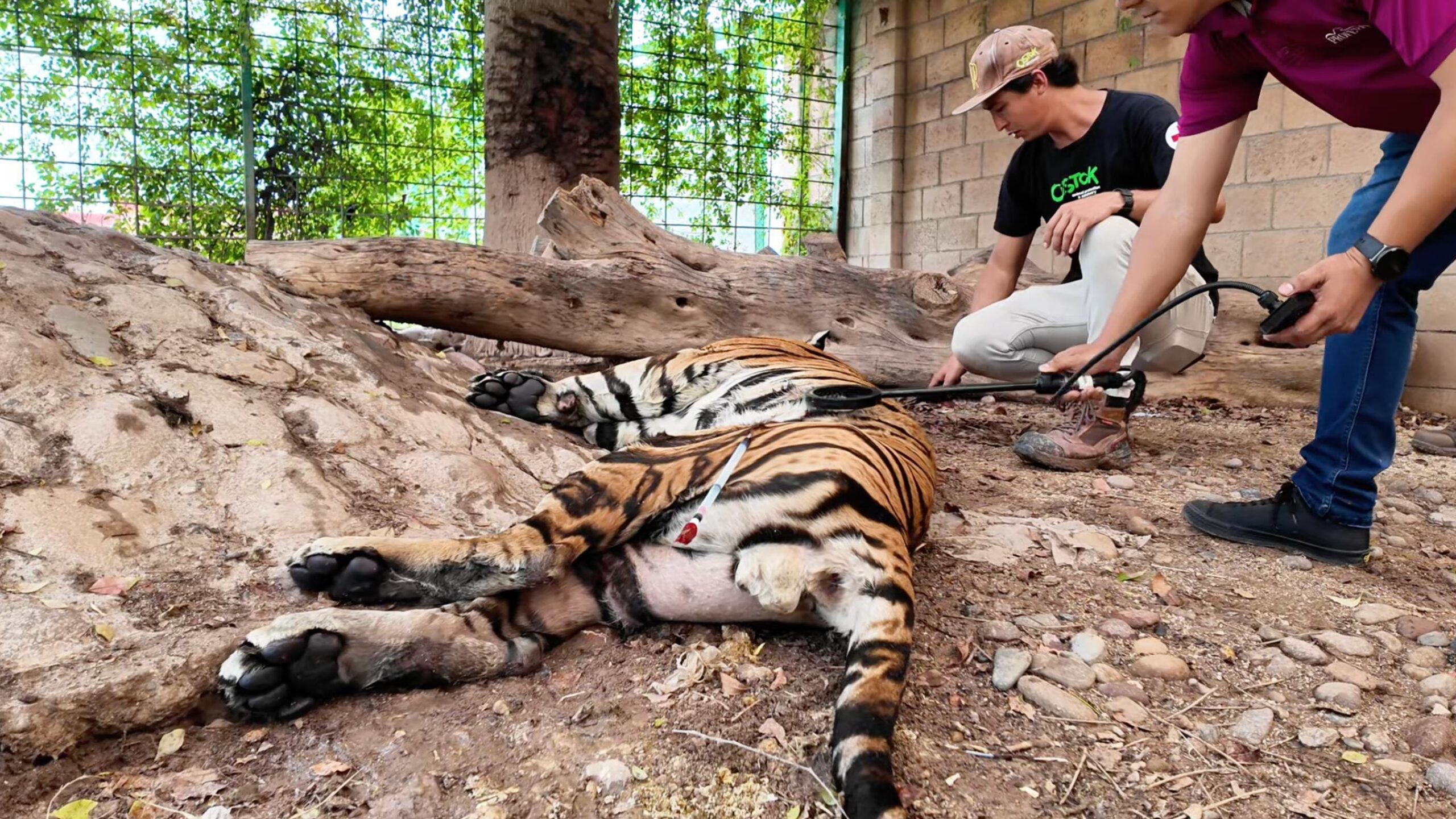 rescatan a tigre en rancho de sinaloa
