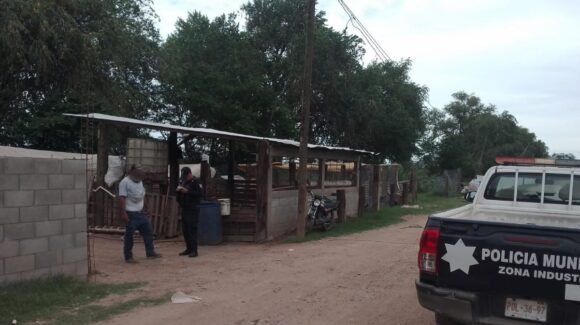¡Los dejaron sin nada! Se roban 11 puercos de un corral en Guasave