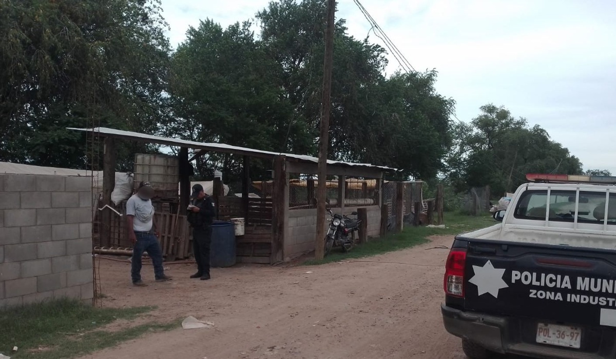 Se roban 11 puercos de un corral en Guasave