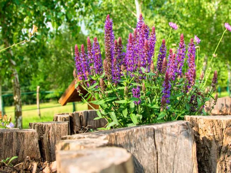 salvia