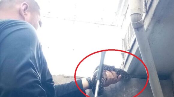 ¡Mide más de 1 metro! Captura PC una serpiente en el patio de una vivienda en Culiacán, Sinaloa