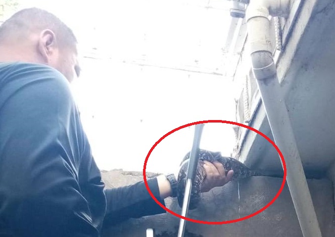 Serpiente capturada en un domicilio de Culiacán