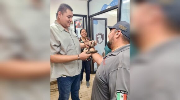 ¡De un metro! Capturan una serpiente en las oficinas de la USE, en Culiacán