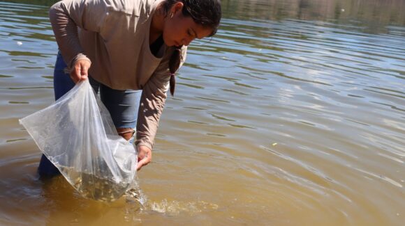 Repueblan la presa ‘Guillermo Blake Aguilar’ con 600 mil alevines para fortalecer la pesca local, en Sinaloa