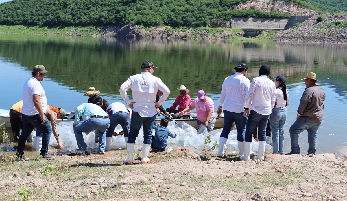 Siembran alevines en presa Guillermo Blake, en El Sabinal, Sinaloa municipio