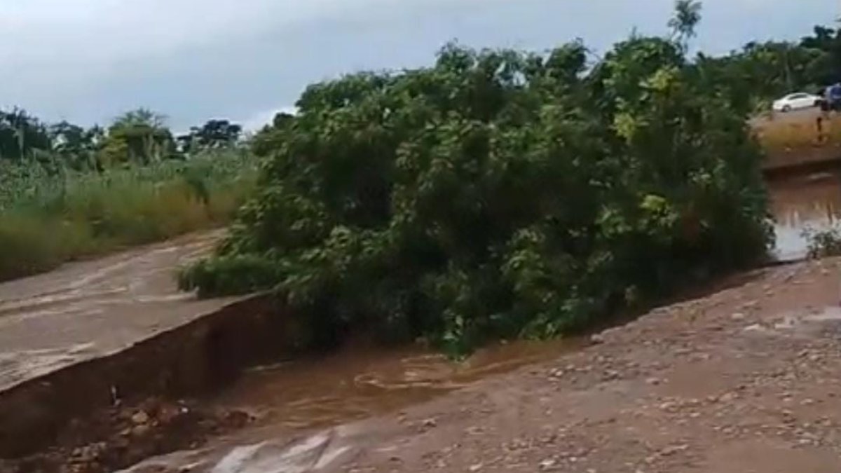 Árbol se hunde en socavón del dren San Joachín