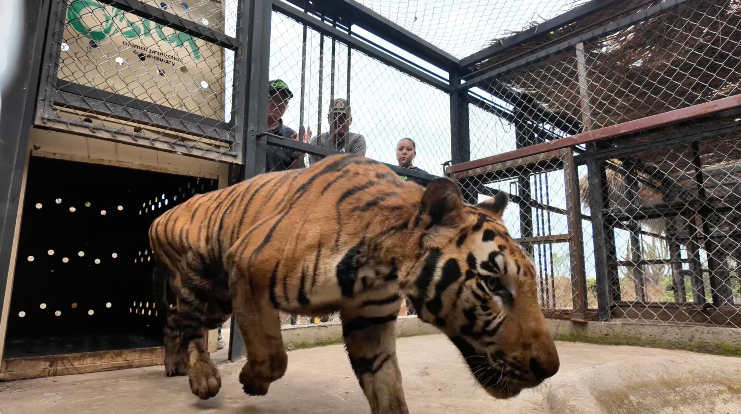 tigre bengada decomisado en cateo de rancho en Sinaloa