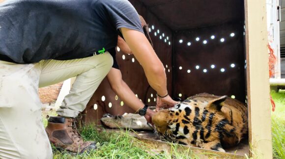 “Los caballos tenían A/C y los tigres en jaulas”; son hembra y macho los animales exóticos asegurados en Sinaloa