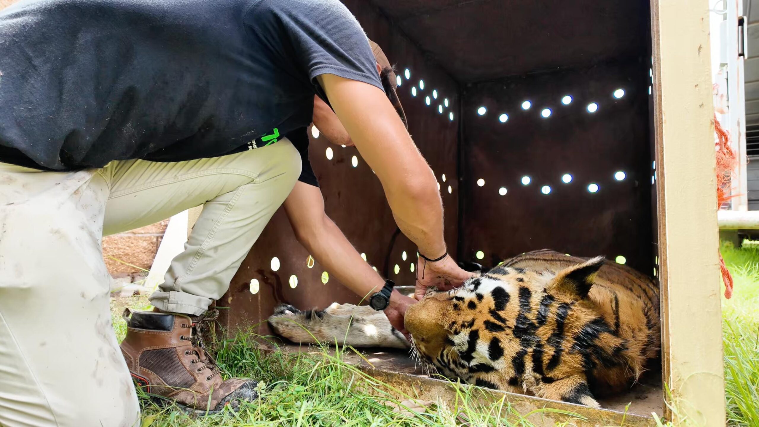 tigre decomisado en cateo de rancho de sinaloa