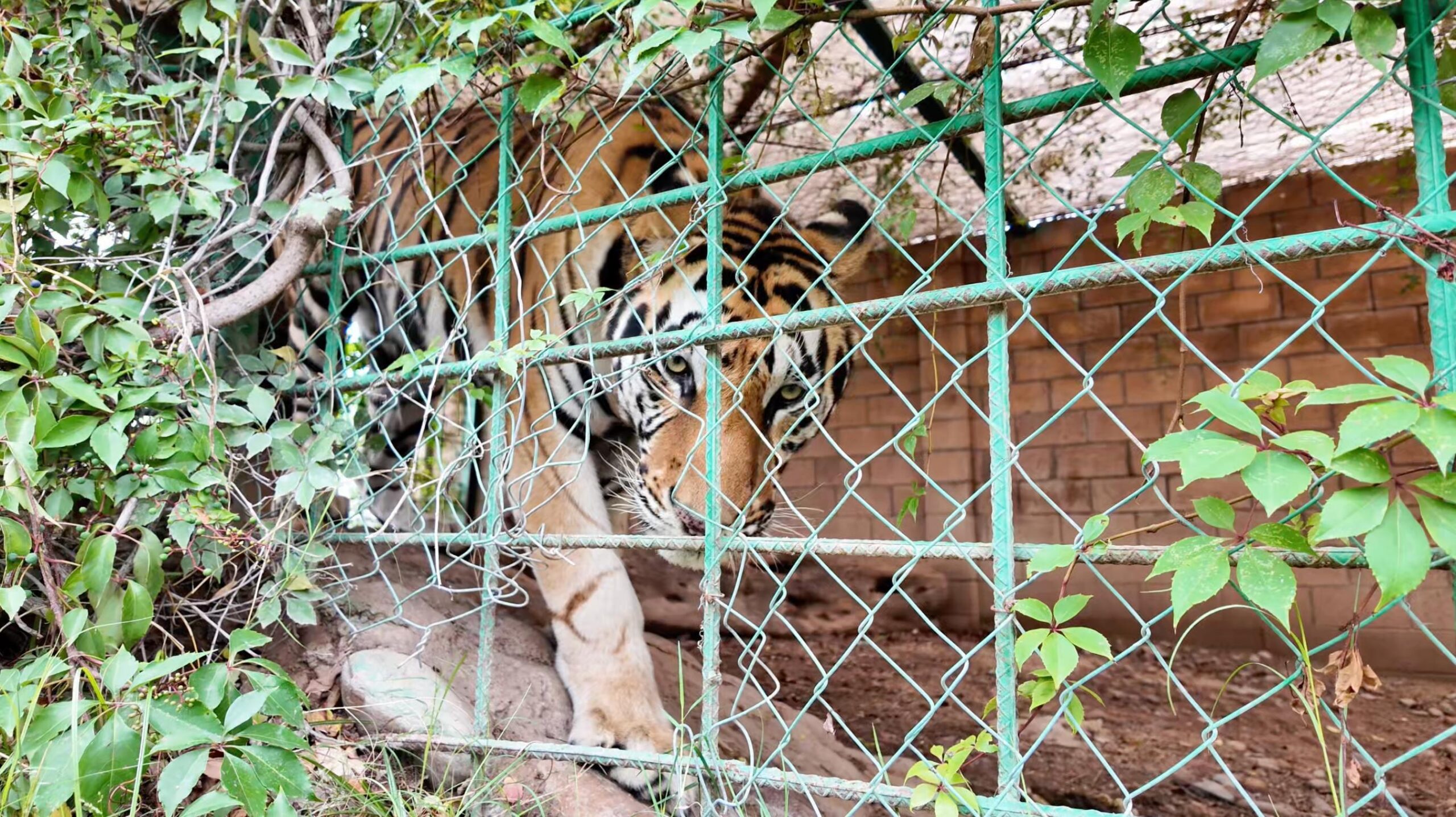 tigre decomisado en cateo de rancho en sinaloa
