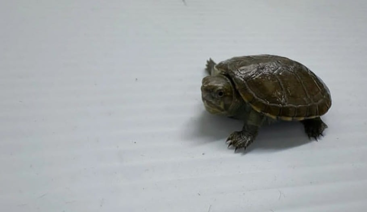 Tortuga Casquito de Vallarta