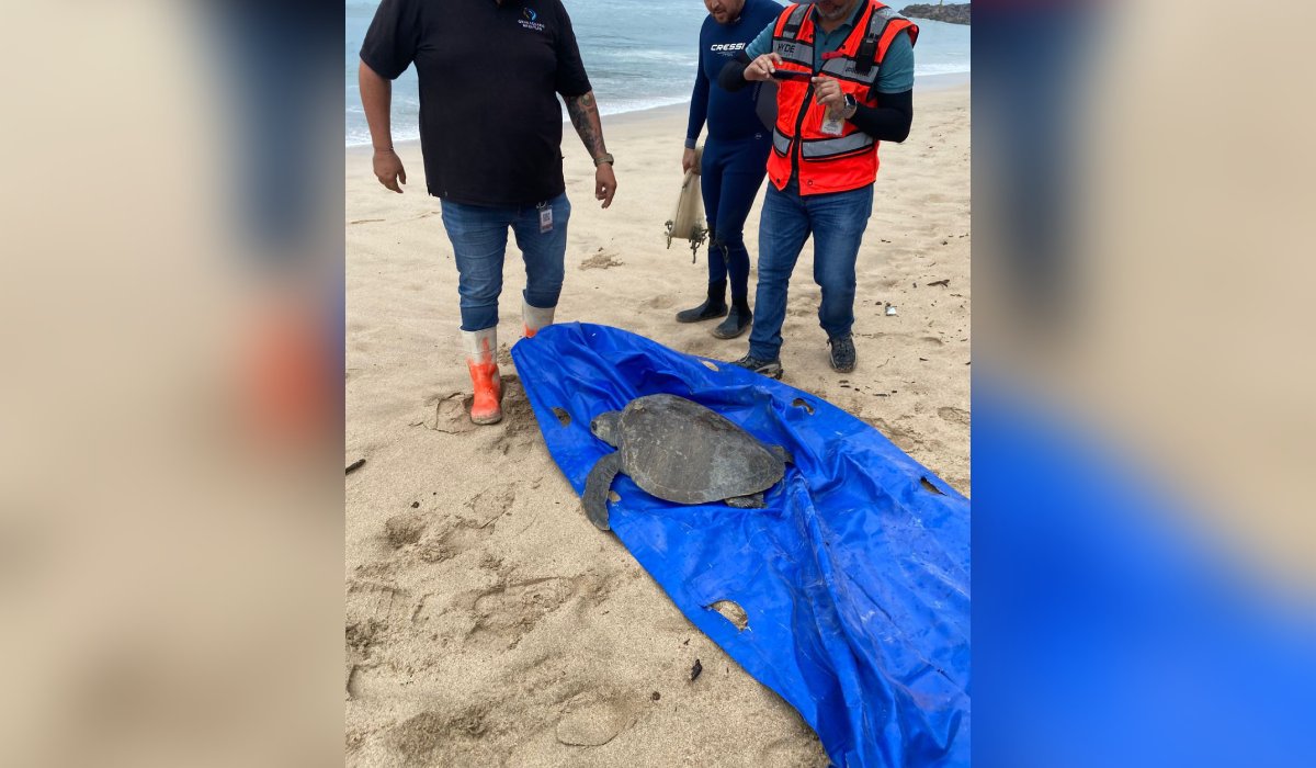 Tortuga rescatada en Mazatlán