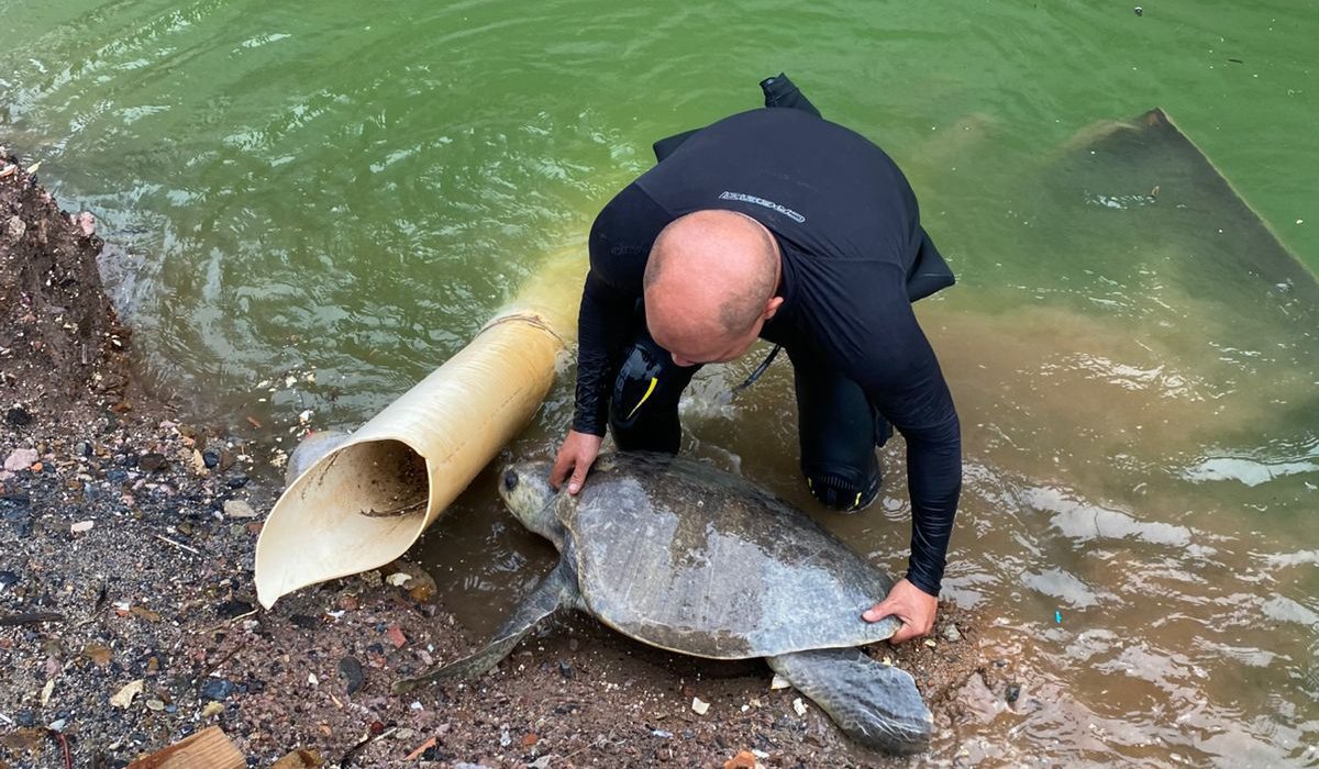 Tortuga rescatada en Mazatlán