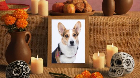 Día de Muertos 2025: el 27 de octubre se coloca la ofrenda para mascotas fallecidas