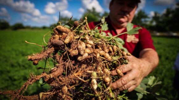 Sin mercado el cacahuate de Choix, Sinaloa; cayó precio y quedó en casa, solo mermas esperan temporaleros