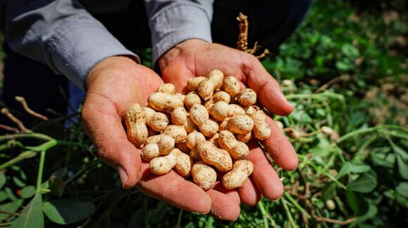 Aprietan el paso los productores de cacahuate en la zona de temporal para levantar la cosecha y no tener mayores daños